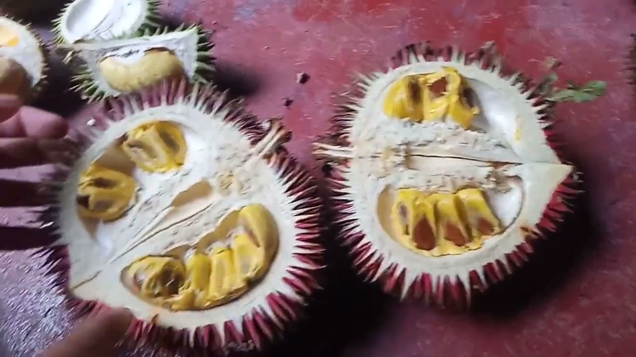 DURIAN DURIAN KALIMANTAN