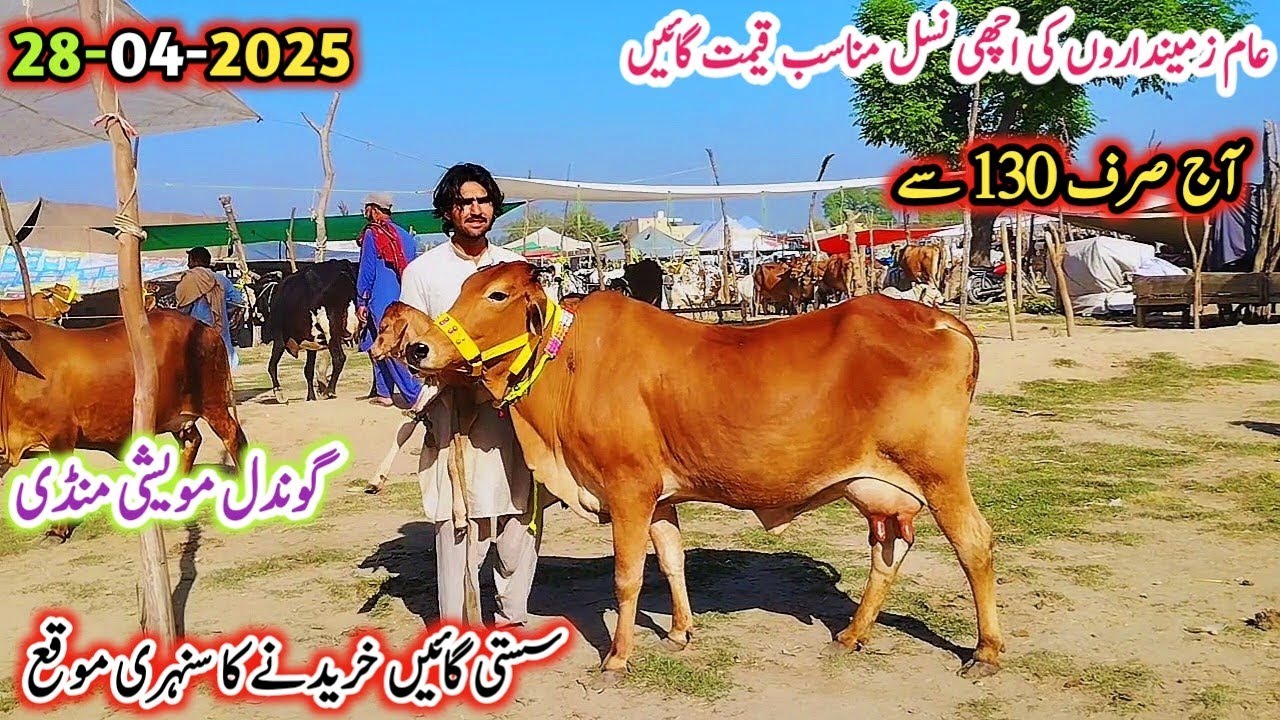 28-04-2025 Today Gondal Mandi Latest update! MilkingCows Fresh Rate on Gondal Mandi!#cow#dairyfarm