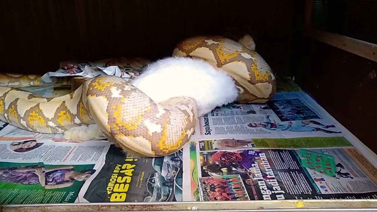 ular sawa makan arnab..time to eat #caramelpython #reticpython #reticmorph