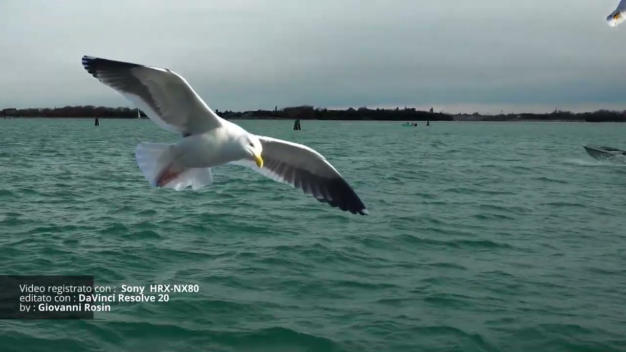 Festa della Madonna della Salute 2025 - Basilica di S. Maria della Salute - by Giovanni Rosin - John