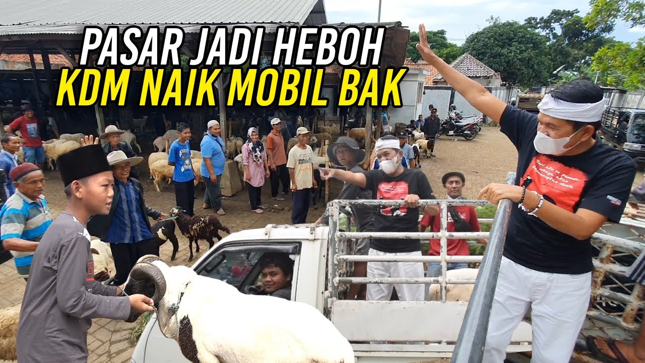 SEISI PASAR CITEKO HEBOH | SAAT FEBRI DAN KANG DEDI BELANJA DOMBA - PULANGNYA NAIK MOBIL BAK