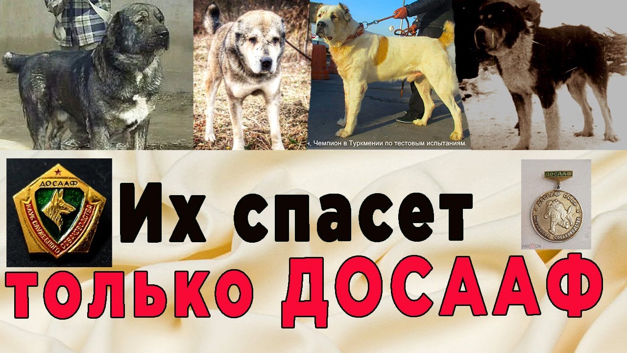 Их спасет ДОСААФ. Часть 4. Одинаковые собаки разной породы. Интервью с Д.Детковичем.