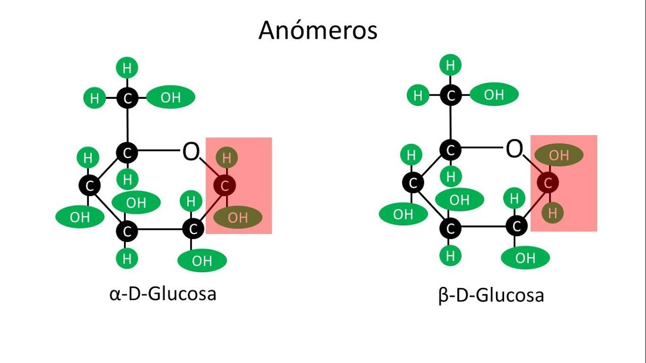 Carbohidratos | An&oacute;meros alfa y beta de la glucosa