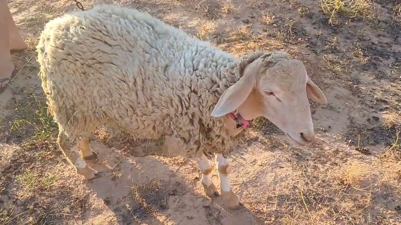 زوز علالش و عابورة عيد 2023