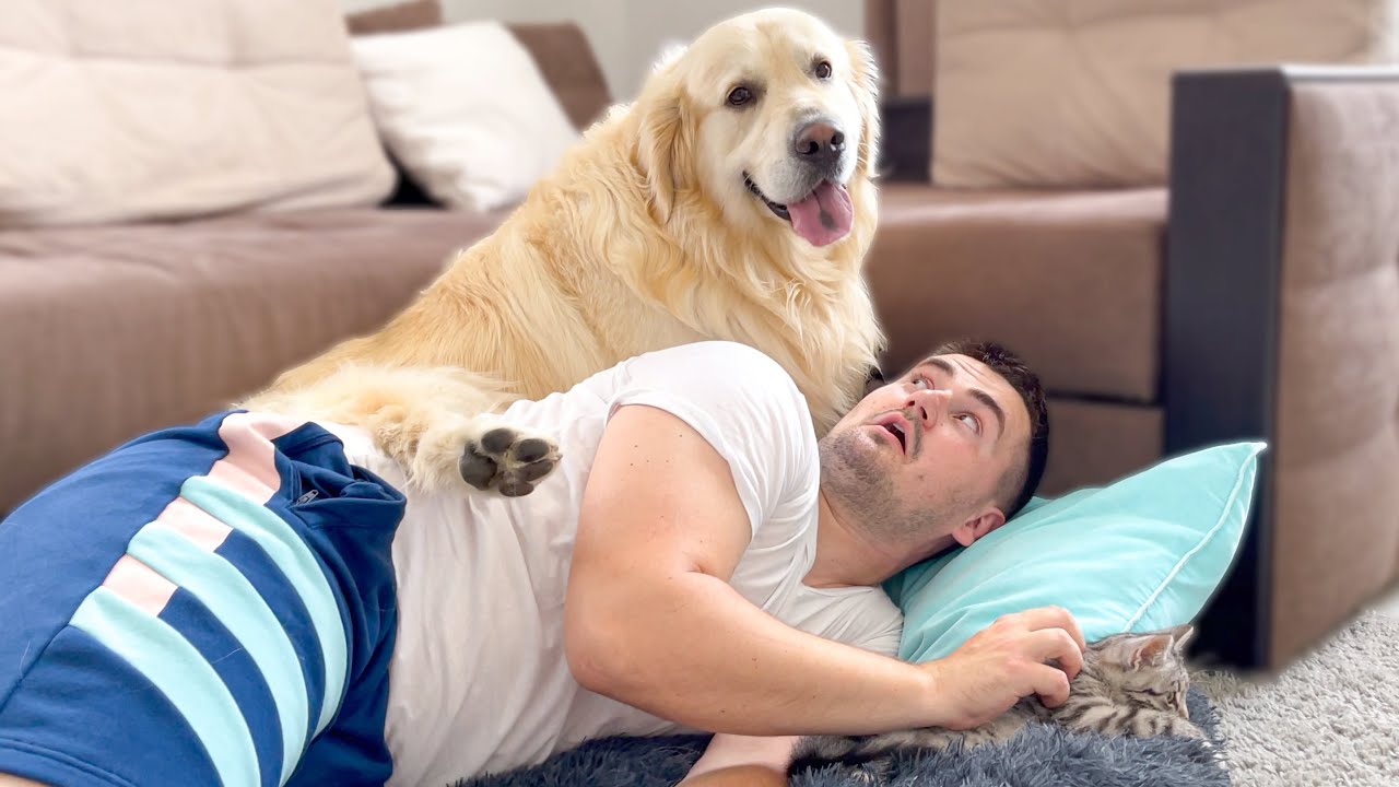 Golden Retriever Reacts to Kitten and Me Occupying his Bed