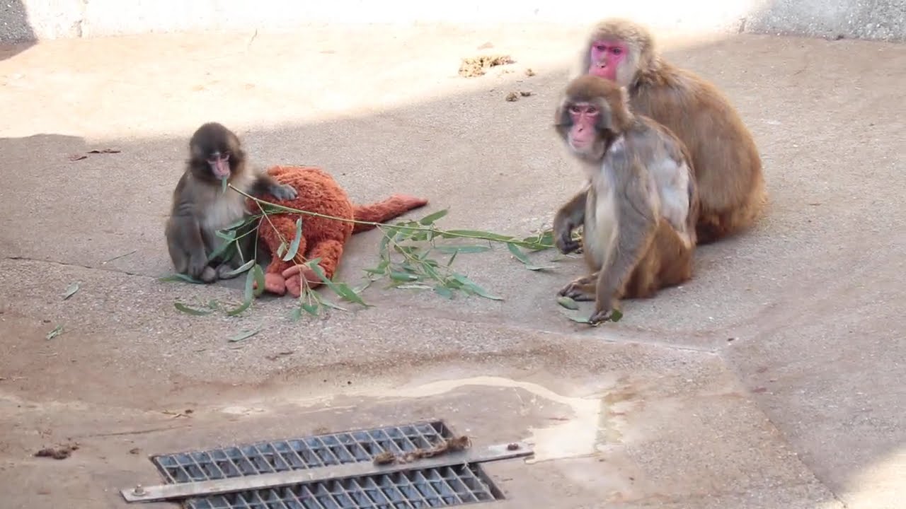 市川市動植物園　 パンチが 持ってきた 笹をみんなで食べるが…そうなるよね（取られた）