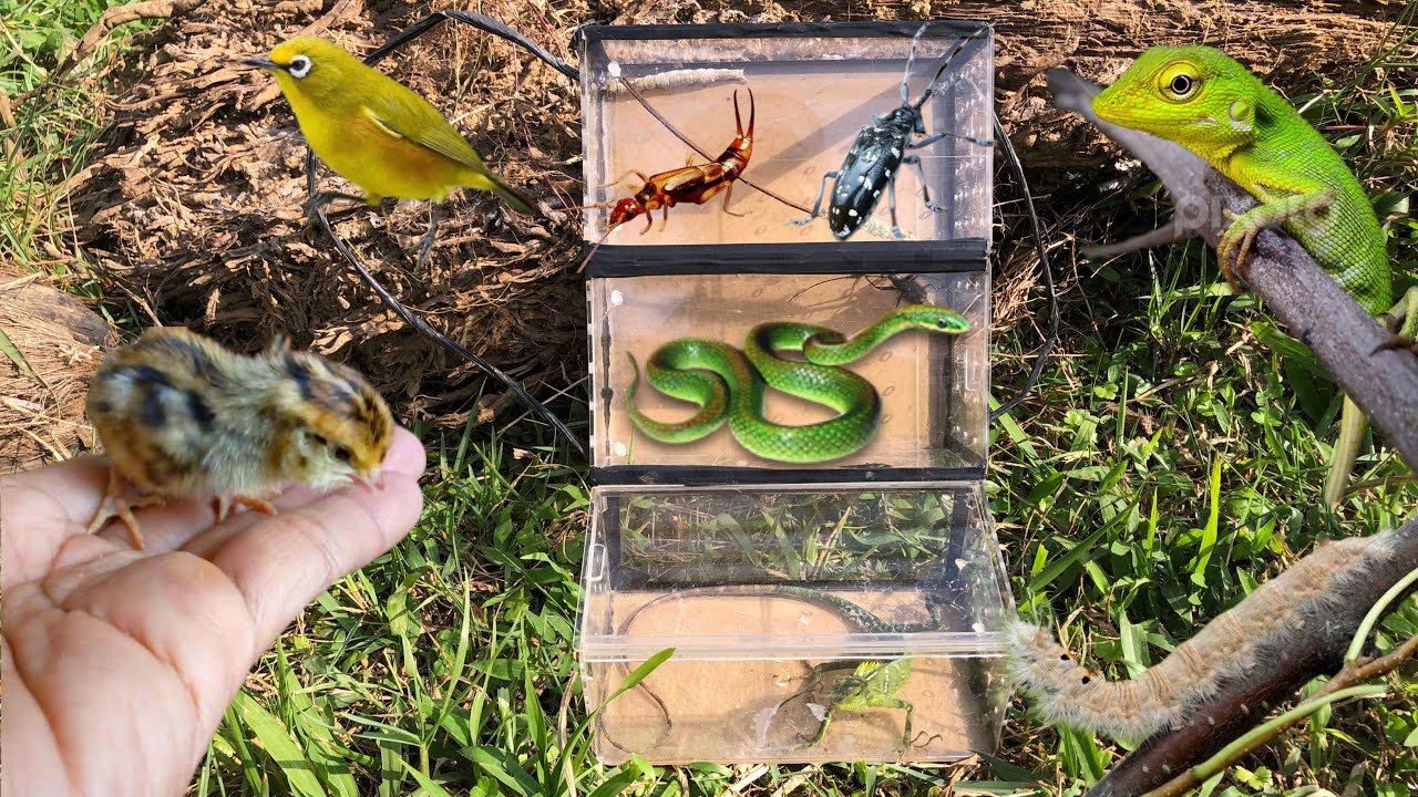 save baby birds from ant attacks‼️catch hairy caterpillar, black longhorn, chameleon, green snake
