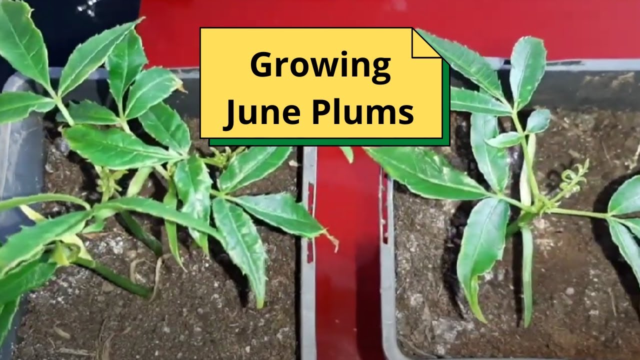 Growing June Plums (Spondias Dulcis)