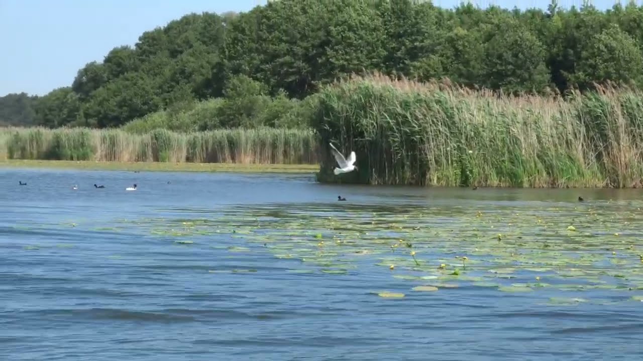 Jezioro Rudnik  Grudziądz