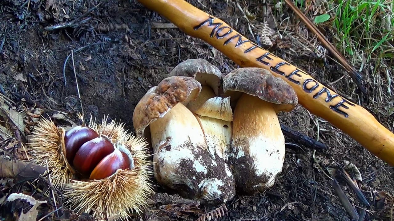 Porcini Champions 2017