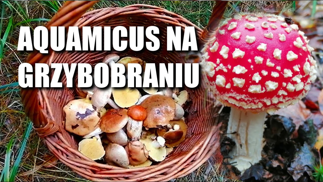 Aquamicus na grzybobraniu