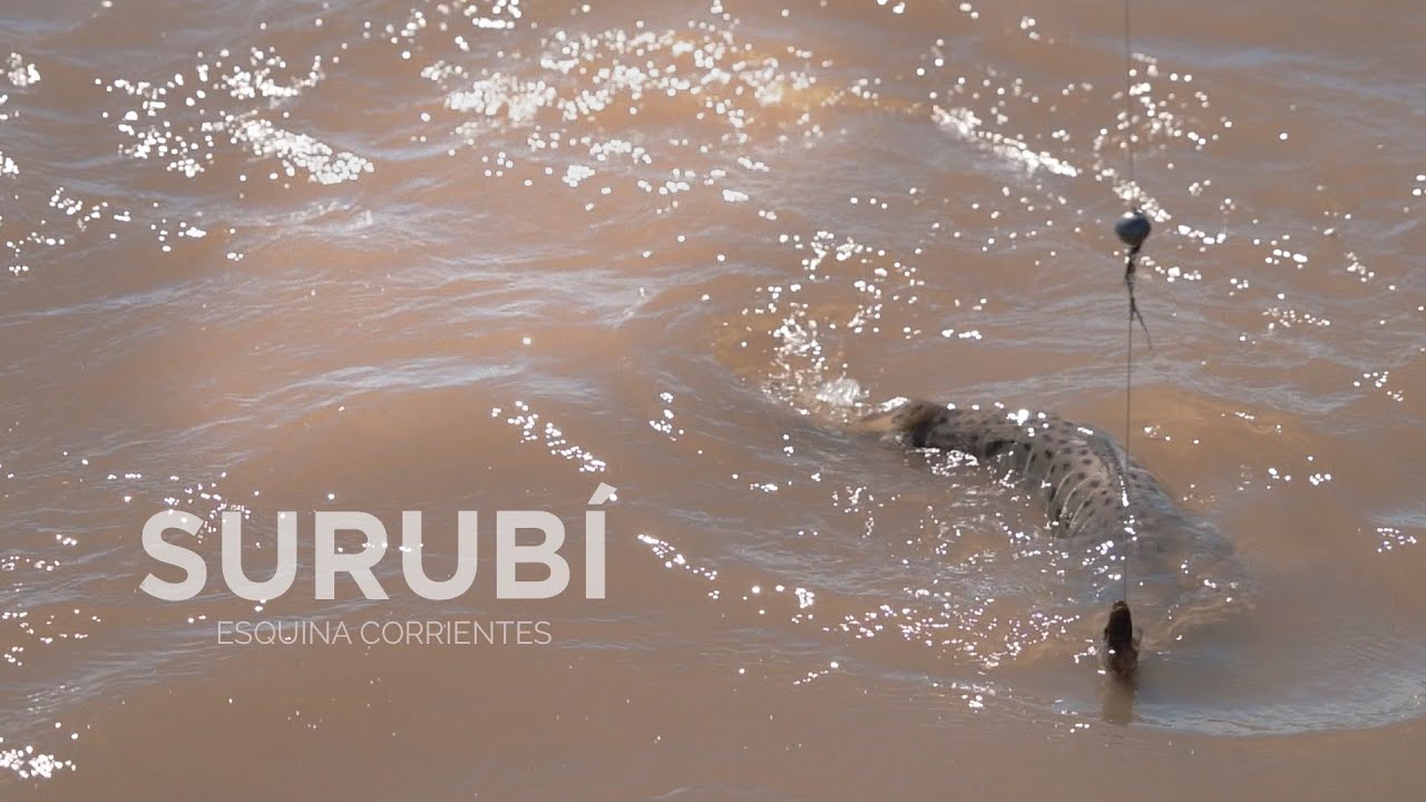Pesca de Surubi en Esquina Corrientes Maxi Ons en Posada Casablanca (Video Corto)