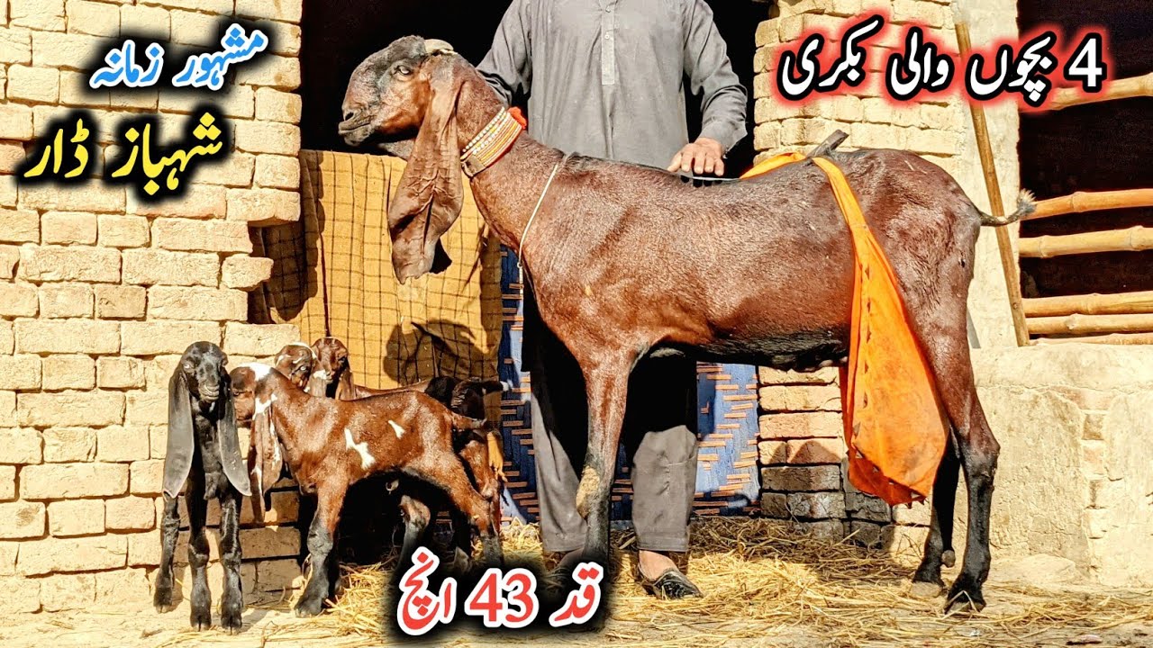 Top Class Beetal Milking Goat With 4 Kids-World Biggest Beetal Goat With 43 Hight-Beetal Goat Farm