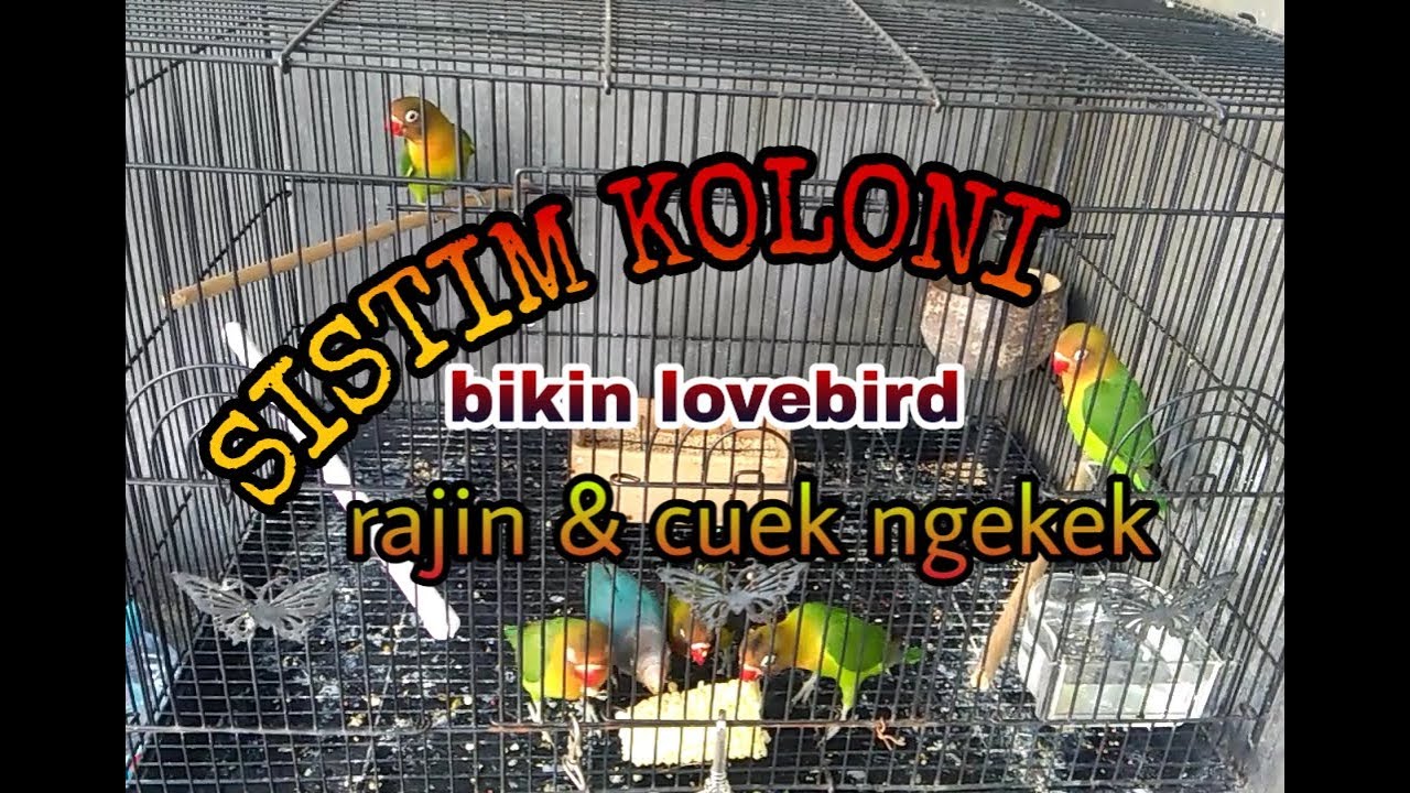 Setingan koloni lovebird