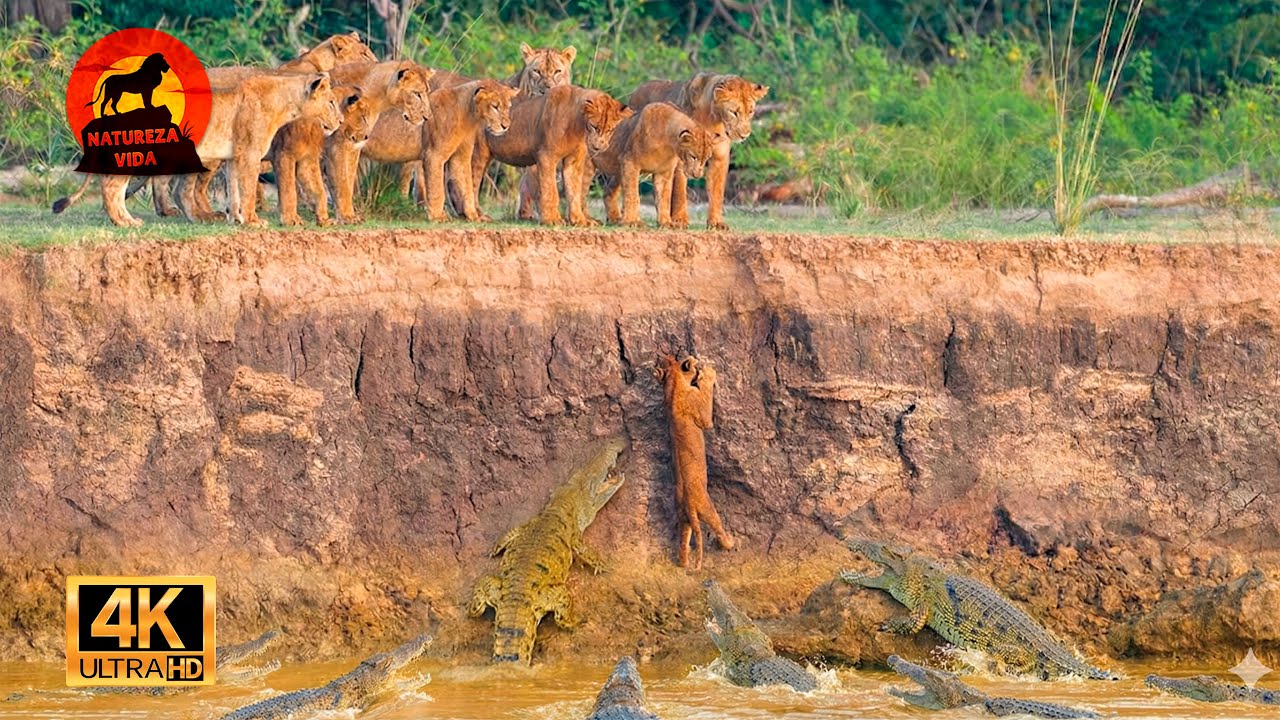 Uganda Salvaje - La Lucha Por La Supervivencia De Los Dominadores #animalessalvajes | NATUREZA VIDA