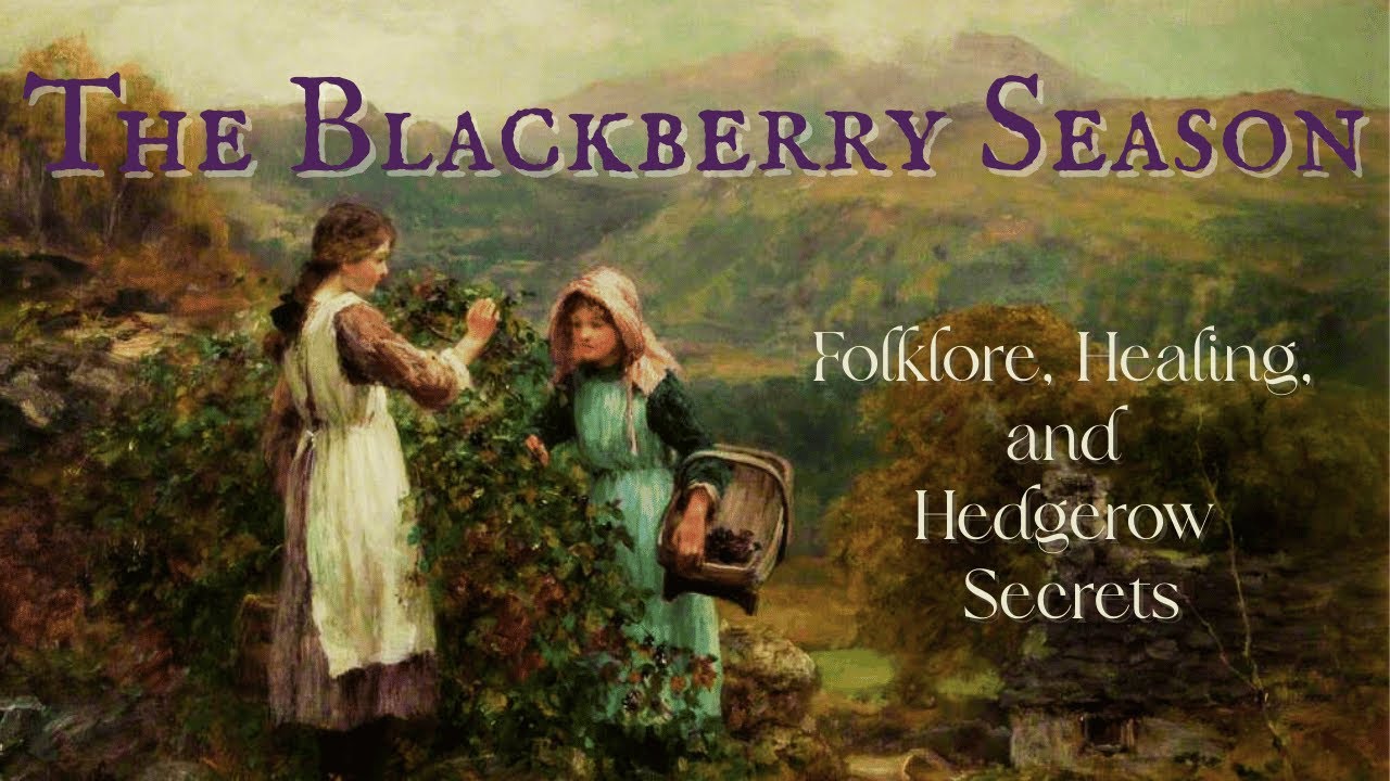 The Blackberry Season | Northern Folklore, Healing, and Hedgerow Secrets