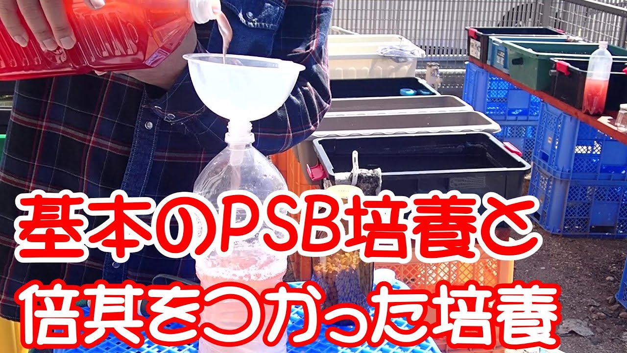 【PSB】確実なPSBの培養と使用方法　さらに倍基を使った培養を試してみる。