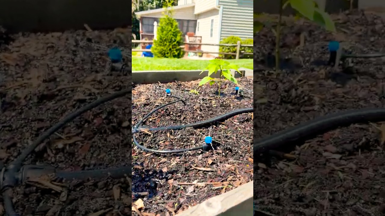 Drip Irrigation Hack for my raised bed garden under $70 - DIY Quick & Easy #diygardening