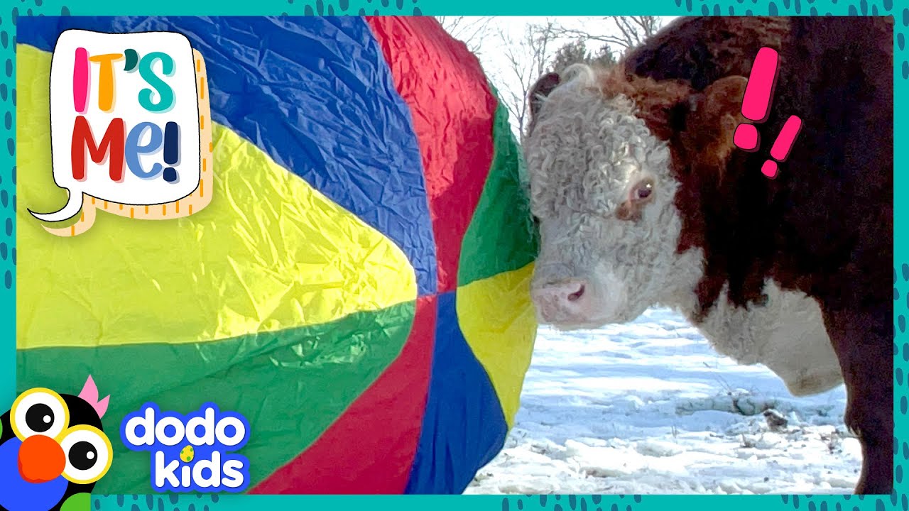 Luckiest Bull Is About To Get The BIGGEST surprise EVER! | Dodo Kids | It’s Me!