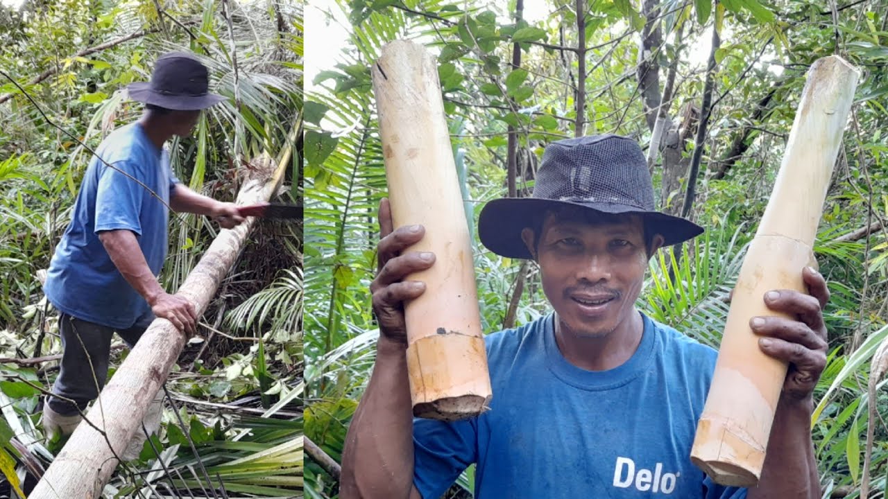 Adventure in the mountain day3 /Wild Palm tree recipe/ Sagisi #survivalfoods #organic #palm