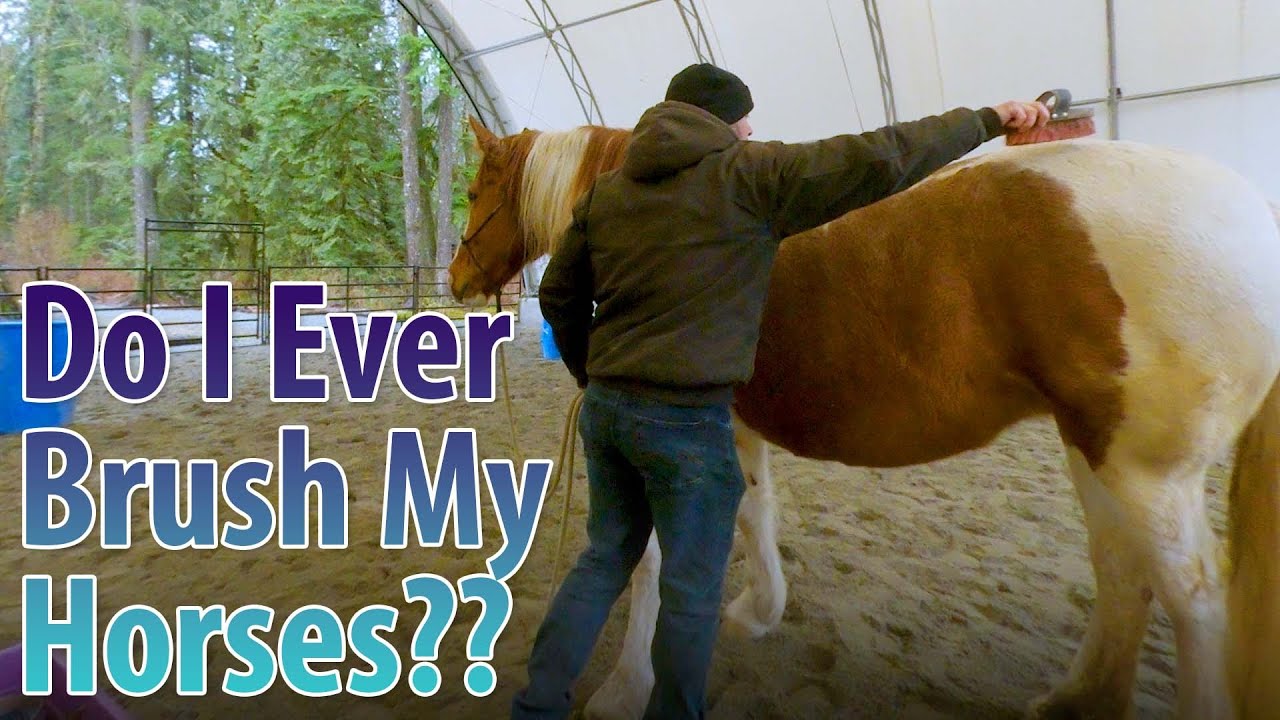 How And What I Think About For Brushing Horses