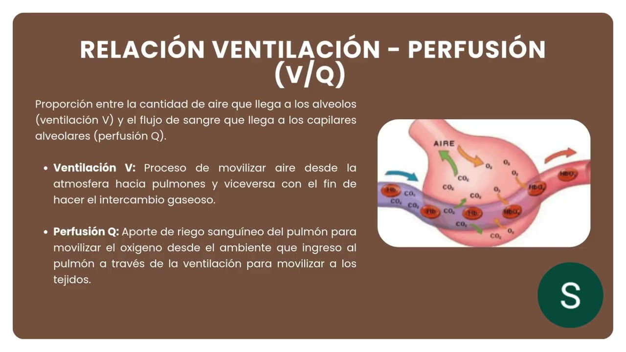 Bases Fisiológicas del Aparato Respiratorio | Lic. Stephany Ramírez Padilla