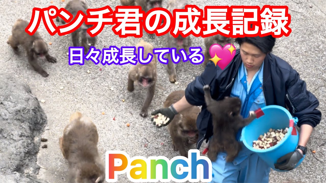 パンチ君の成長記録　日々成長してるパンチ君が可愛い過ぎる🩷🐒