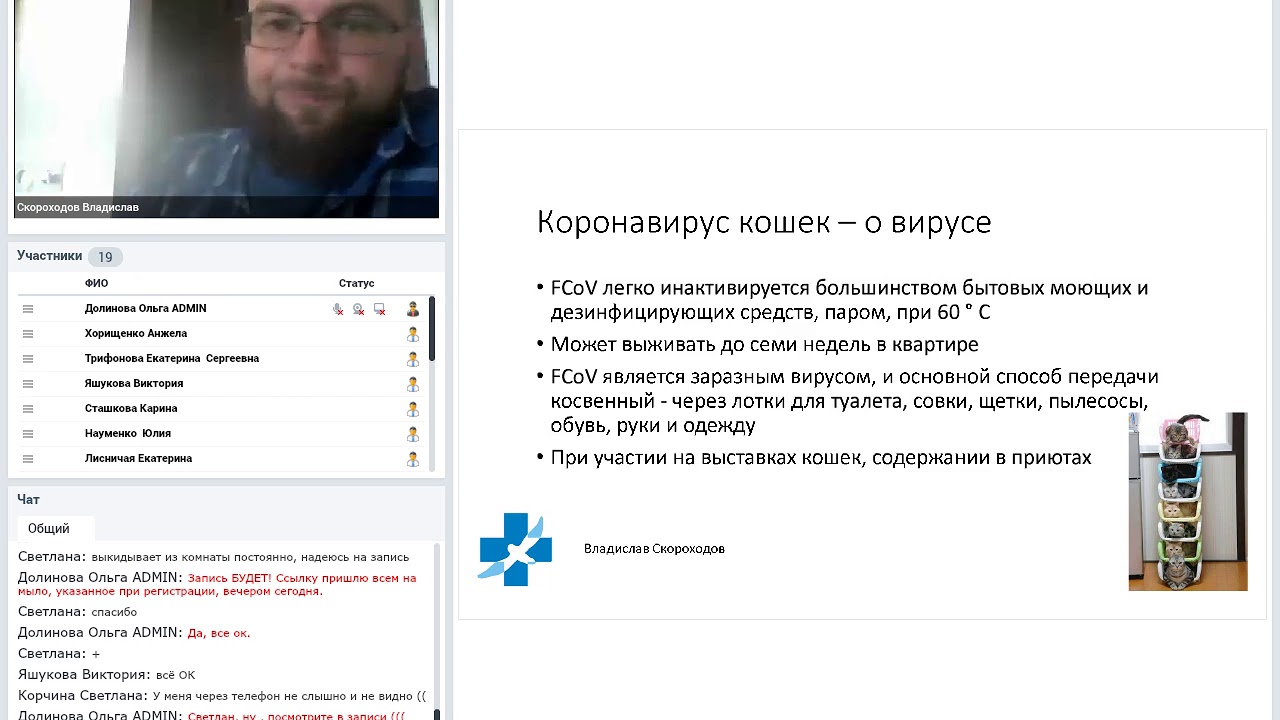 Коронавирус кошек. Владислав Скороходов. 14 06 2019
