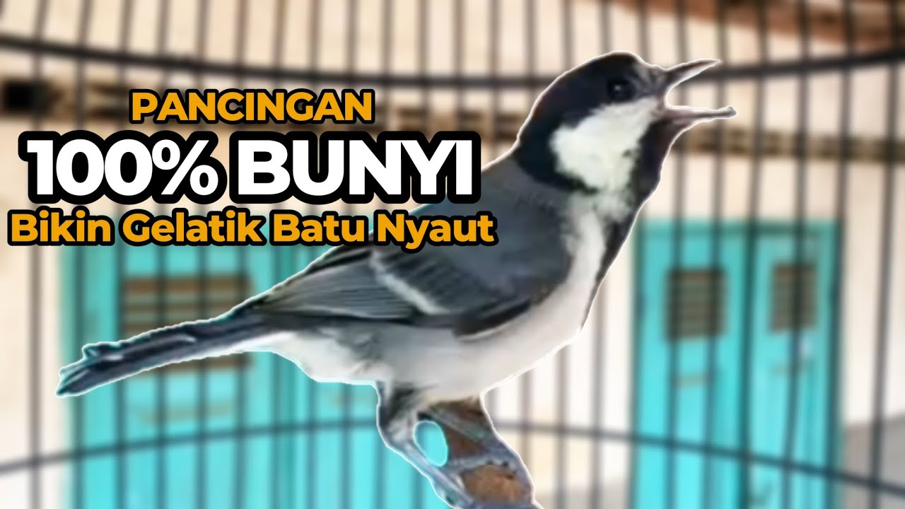 Gelatik Batu Jantan Gacor Wucit Nyrecet | Pancingan Gelatik Batu Bahan Muda hutan agar ikut bunyi
