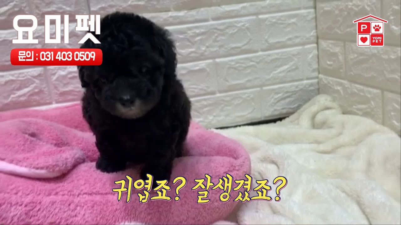 안산강아지분양 넌 보면 볼수록 매력적이야