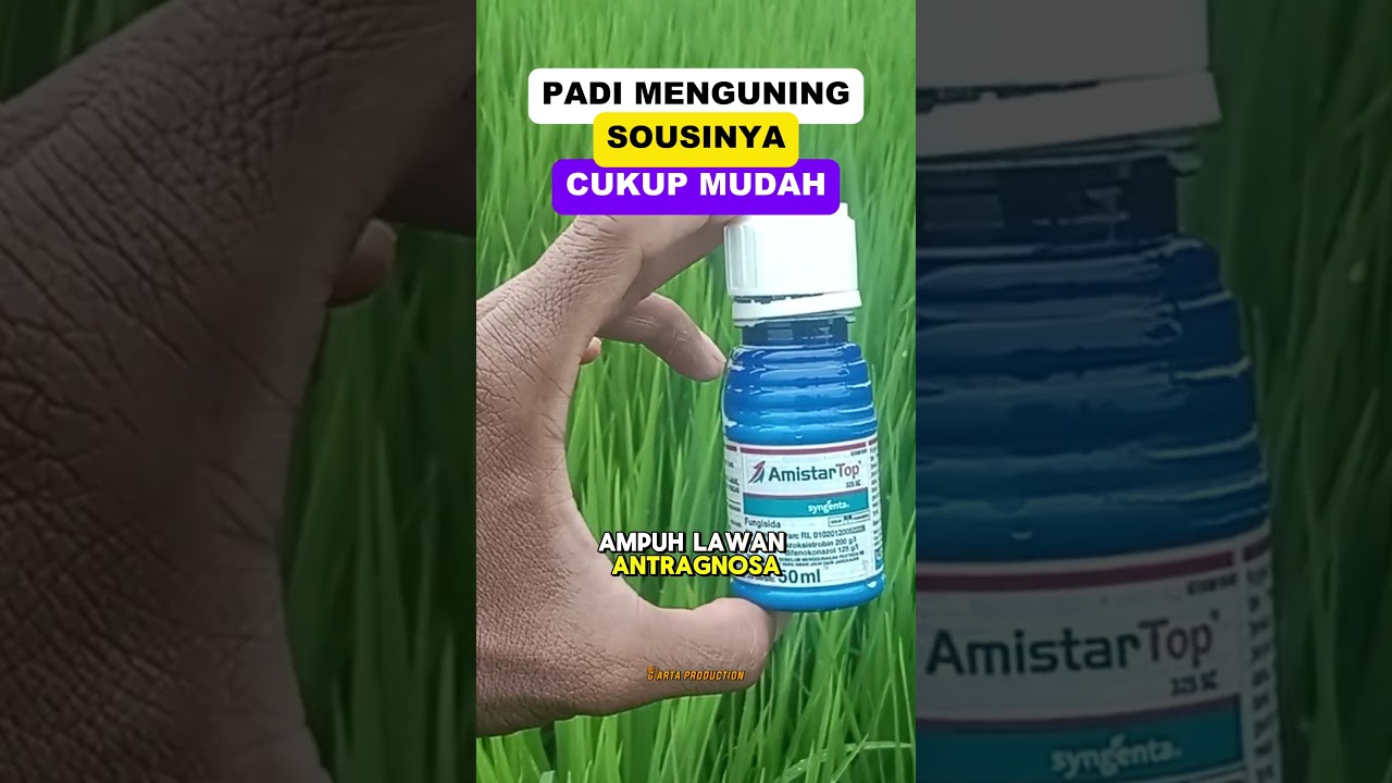 SOLUSI MUDAH PADI TERSERANG DAUN MENGUNING #shorts