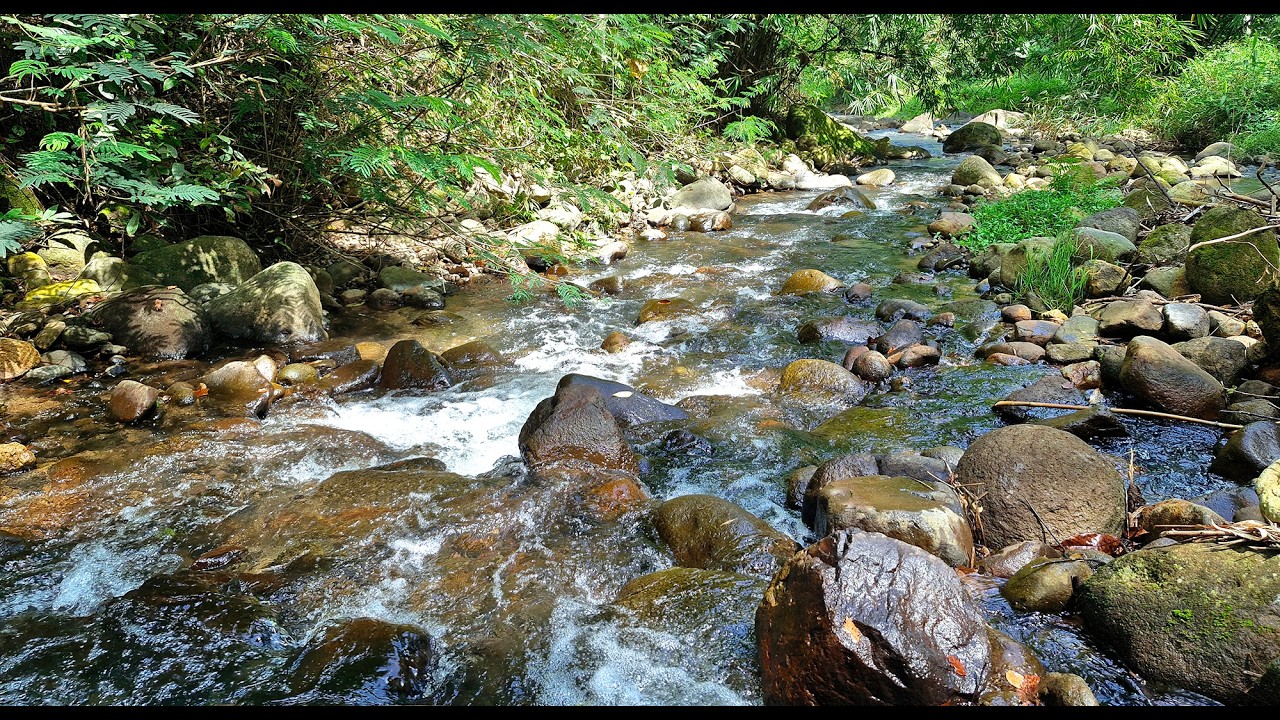 🌿Fall Asleep Fast with Gentle Forest River Flowing Over Smooth Sunlit Stones