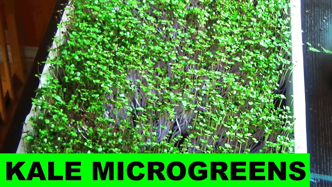How to grow Kale Microgreens at Home from Start to Finish