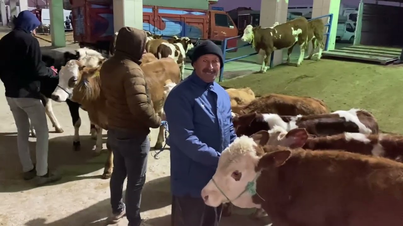 28 Eylül Boğazlıyan canlı Hayvan pazarı .!!! 90’a aldık 115 istiyoz küçük baş #Koyun, #Keçi