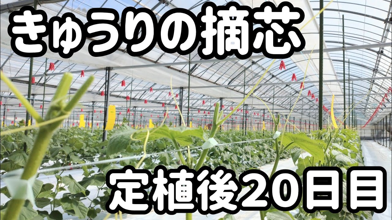 宮崎きゅうり【親づるの摘芯方法】定植後20日目 2020/10/13