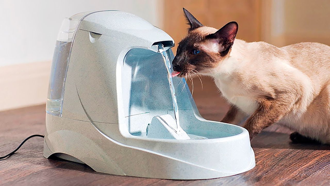 GADGETS IMPRESCINDIBLES PARA TU MASCOTA