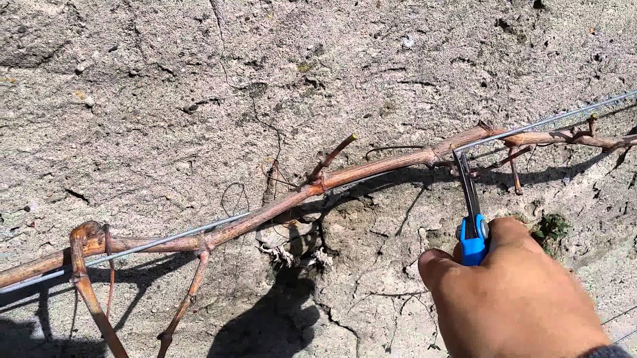 Taille 2e hiver vigne de table 1/2