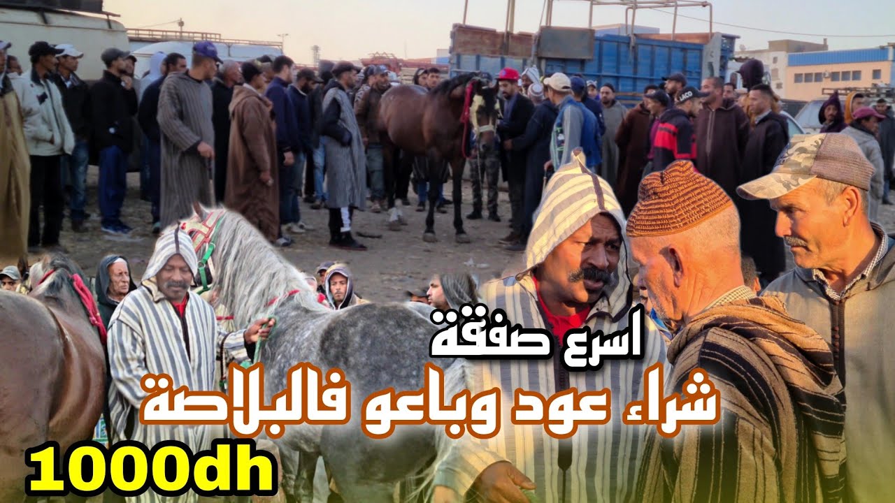 سوق سطات اليوم بادريس رباح 1000dh فالبلاصة دار اسرع صفقة شراء  عود وباعو تم تم  😯