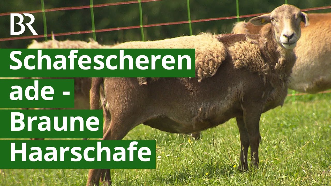 Moderne Schafzucht mit 