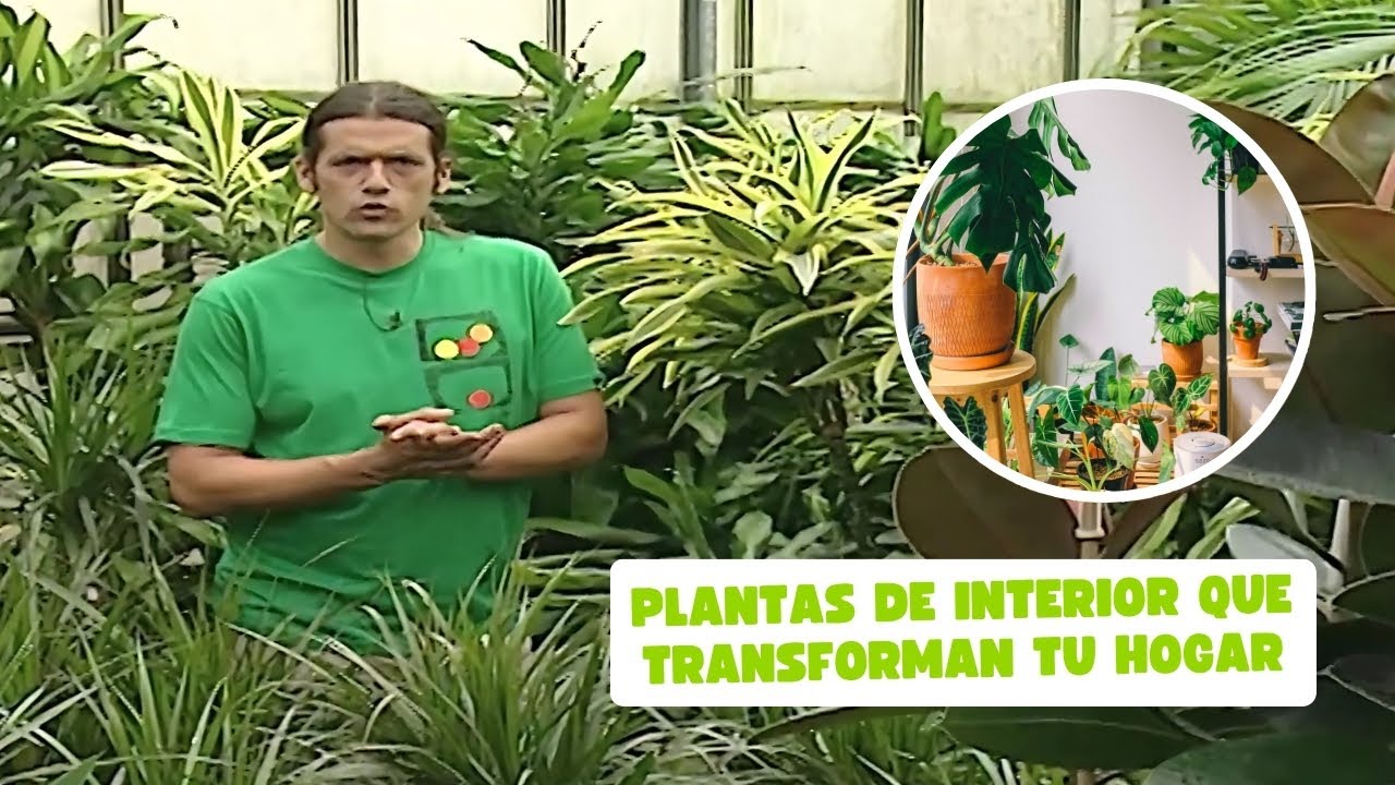 🌿 Plantas que transforman tu casa: ideas con celaginelas, dracaenas y flores comestibles