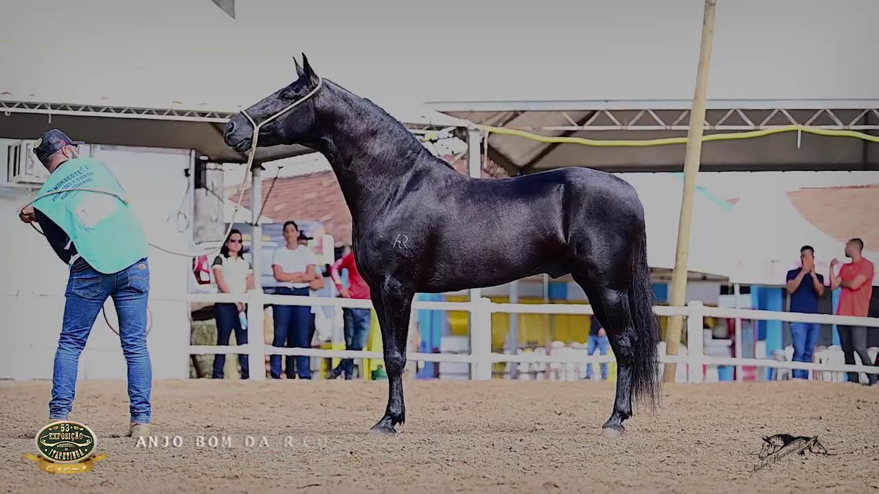 ANJO BOM DA RIOCON - O CAVALO QUE PAROU ITAPETINGA