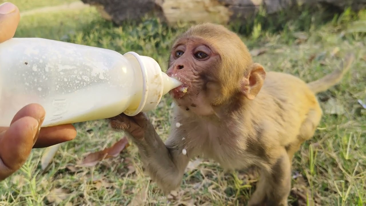 Hungry baby monkey drinking milk 🍼🍼