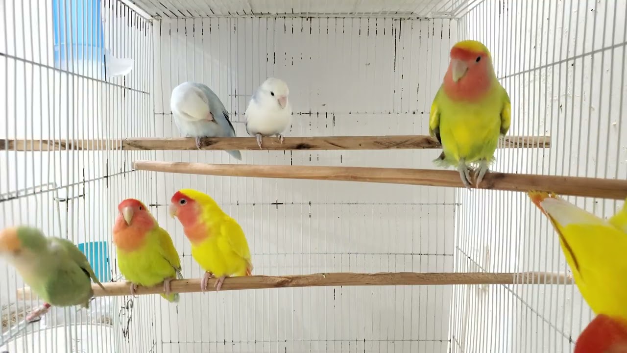 Agapornis African lovebirds sounds rosy-face 
