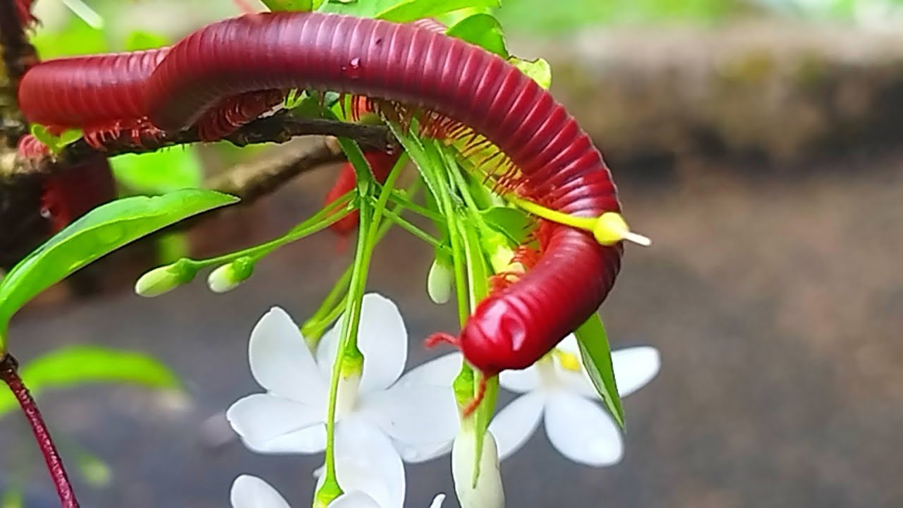 Millipede vs. The Rainstorm