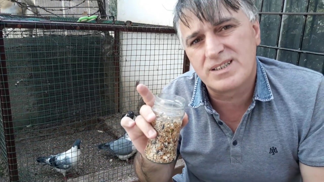 Güvercin yavrusu basit yöntemle yedirme tekniği