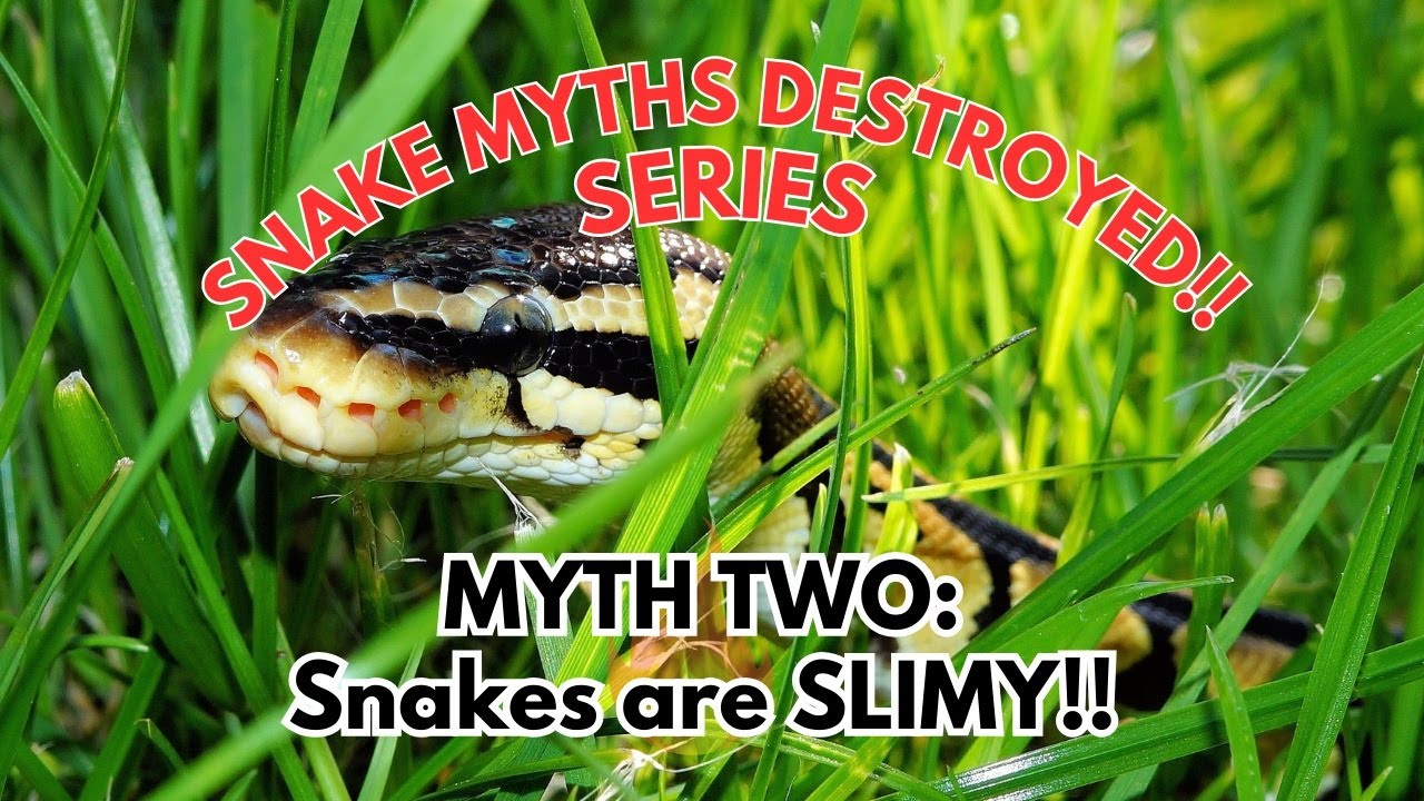 Destroying Snake Myths! Series: Myth Two