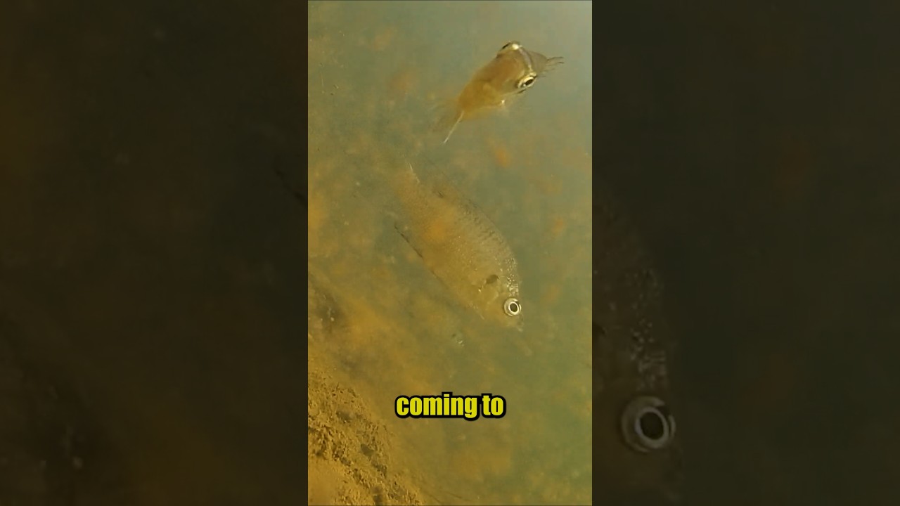 Подводная видеосъемка CanFish Fishing Camx