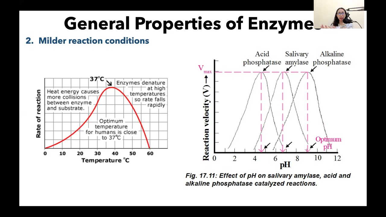 General Properties of Enzymes