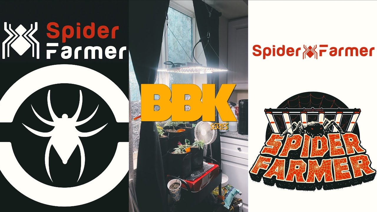 BBK SERIES: EPISODE 4 - SF2000Pro+TOPPING