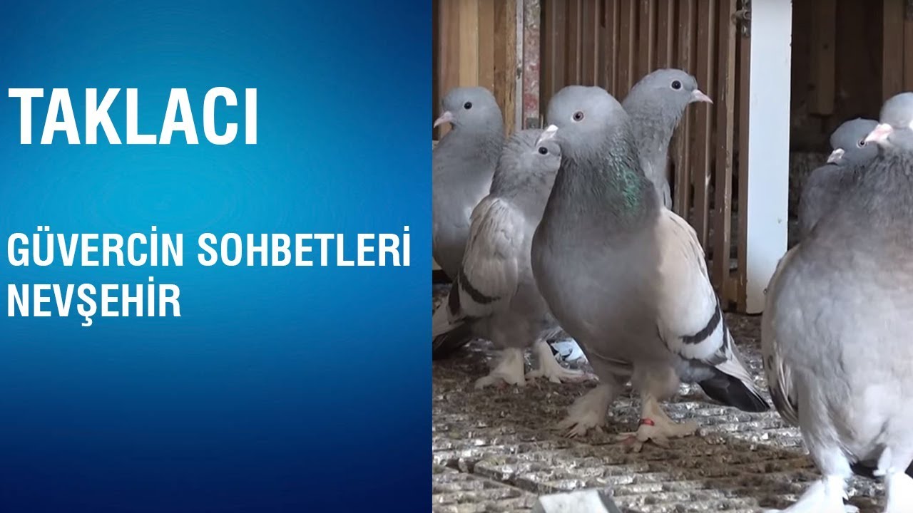 Taklacı - Güvercin Sohbetleri / Nevşehir